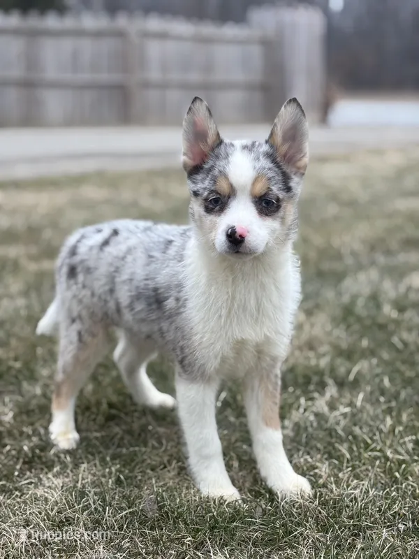 Trixie F2 – Pomsky puppy for sale in Shipshewana, IN