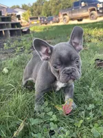 Kayden, a male French Bulldog for sale in Shipshewana, IN – 3 of 6