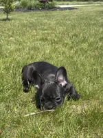 Happy, a female French Bulldog for sale in Shipshewana, IN – 2 of 6
