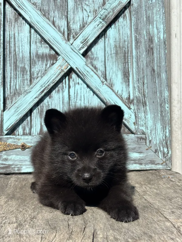 Gail – Pomsky puppy for sale in Shipshewana, IN