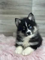 Silas, a male Pomsky for sale in Shipshewana, IN – 2 of 3