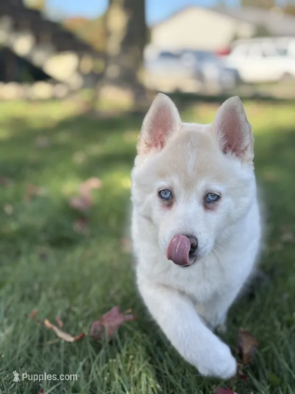 Milo – Pomsky puppy for sale in Shipshewana, IN
