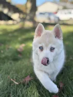 Milo, a male Pomsky for sale in Shipshewana, IN – 1 of 7