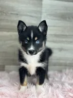 Evelyn, a female Pomsky for sale in Shipshewana, IN – 3 of 3