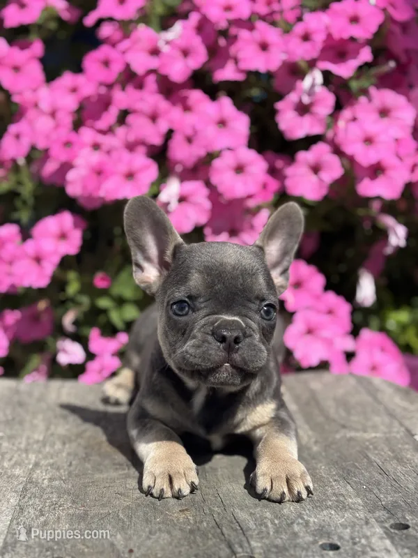 Ryder – French Bulldog puppy for sale in Shipshewana, IN
