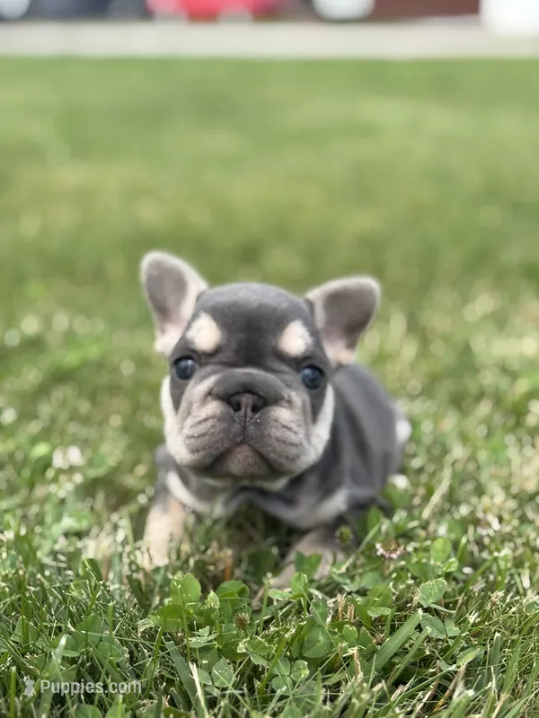 Madeline – French Bulldog puppy for sale in Shipshewana, IN