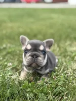 Madeline, a male French Bulldog for sale in Shipshewana, IN – 1 of 3