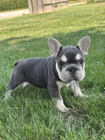 Madeline, a female French Bulldog for sale in Shipshewana, IN – 3 of 6
