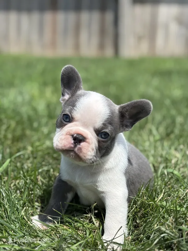 Hunter – French Bulldog puppy for sale in Shipshewana, IN