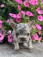 Oaklynn, a male French Bulldog for sale in Shipshewana, IN – 3 of 3