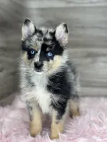 Savannah, a female Pomsky for sale in Shipshewana, IN – 2 of 3