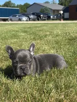 Randy, a male French Bulldog for sale in Shipshewana, IN – 3 of 3