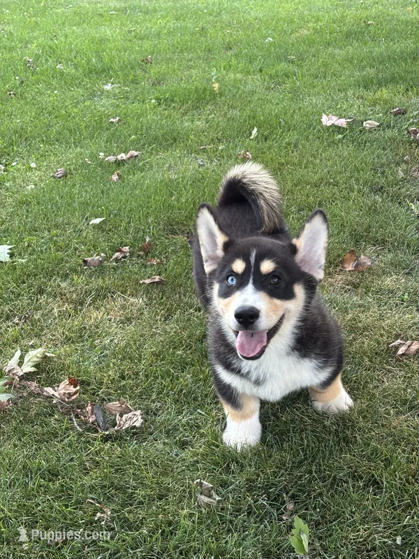 Richard – Pembroke Welsh Corgi, Siberian Husky puppy for sale in Shipshewana, IN