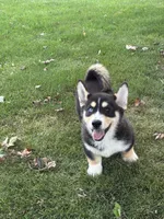 Richard, a male Pembroke Welsh Corgi and Siberian Husky for sale in Shipshewana, IN – 1 of 6