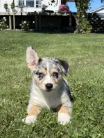 Rose, a female Pembroke Welsh Corgi and Siberian Husky for sale in Shipshewana, IN – 2 of 3