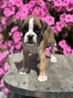 Mia, a male Boxer for sale in Shipshewana, IN – 3 of 3