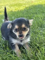 Lucas Yorkie-Pom, a male Pomeranian and Yorkshire Terrier for sale in Shipshewana, IN – 3 of 3