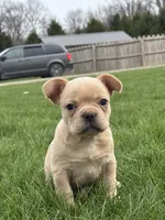 Heidi, a female French Bulldog for sale in Shipshewana, IN – Photo 3 of 3