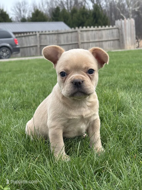 Heidi – French Bulldog puppy for sale in Shipshewana, IN