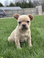 Heidi, a female French Bulldog for sale in Shipshewana, IN – Photo 1 of 3