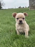 Heidi, a female French Bulldog for sale in Shipshewana, IN – Photo 2 of 3