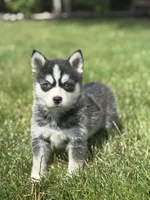 Sawyer, a male Pomsky for sale in Shipshewana, IN – 2 of 3