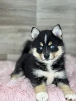 Sophia, a female Pomsky for sale in Shipshewana, IN – 3 of 3