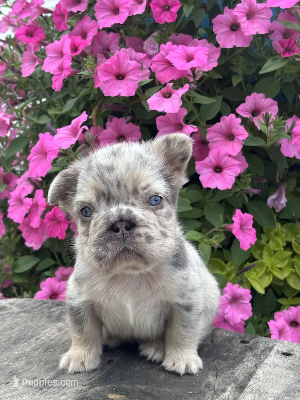 Miles – French Bulldog puppy for sale in Shipshewana, IN