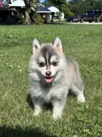 Zara, a female Pomsky for sale in Shipshewana, IN – 2 of 3