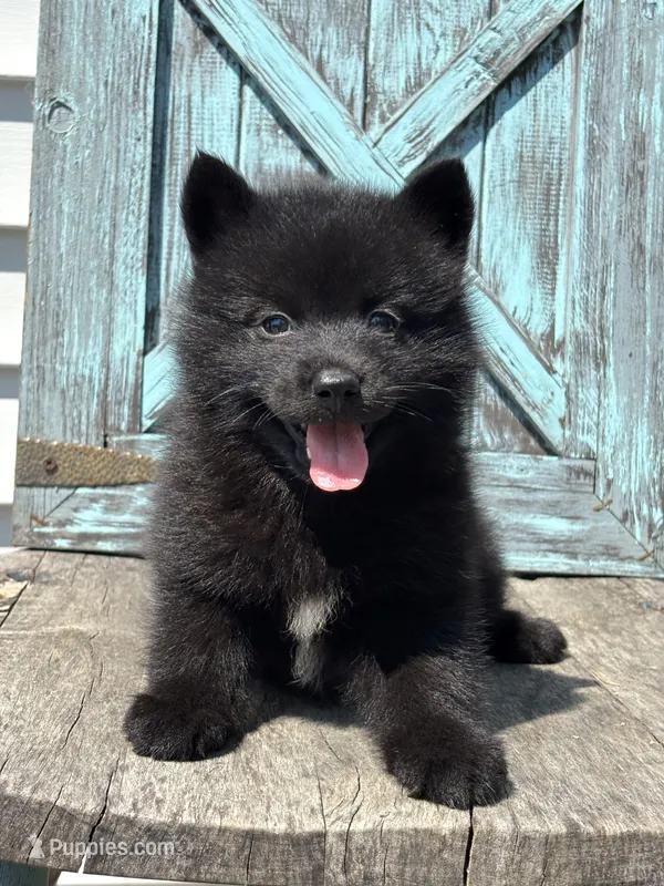 Graham – Pomsky puppy for sale in Shipshewana, IN