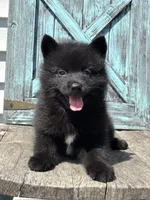 Graham, a male Pomsky for sale in Shipshewana, IN – 1 of 3
