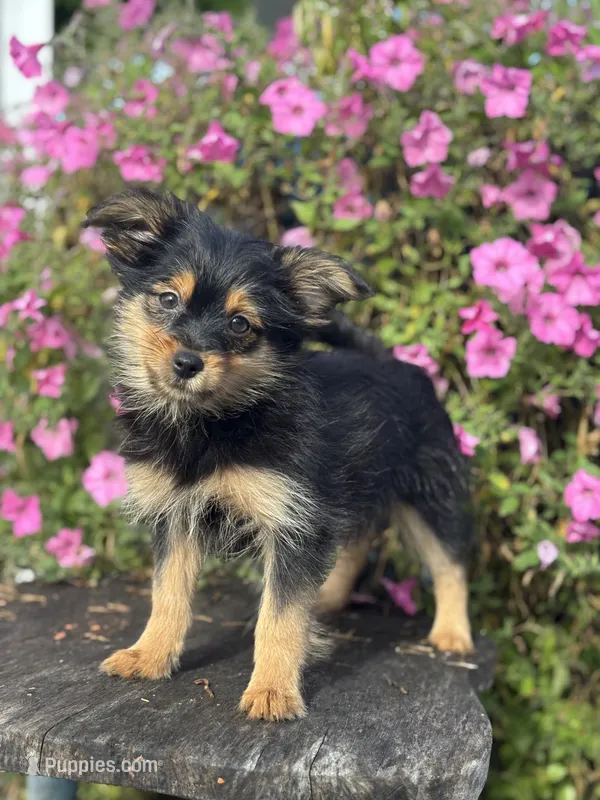Luna Yorkie-Pom – Pomeranian, Yorkshire Terrier puppy for sale in Shipshewana, IN