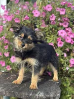 Luna Yorkie-Pom, a female Pomeranian and Yorkshire Terrier for sale in Shipshewana, IN – 1 of 6