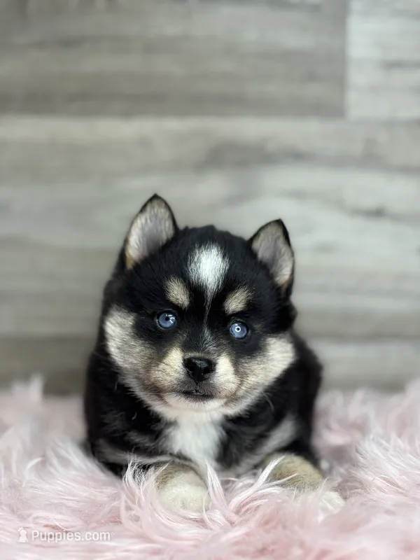 Tobias – Pomsky puppy for sale in Shipshewana, IN