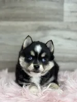 Tobias, a male Pomsky for sale in Shipshewana, IN – 1 of 3
