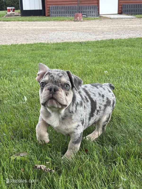 Oliver – French Bulldog puppy for sale in Shipshewana, IN