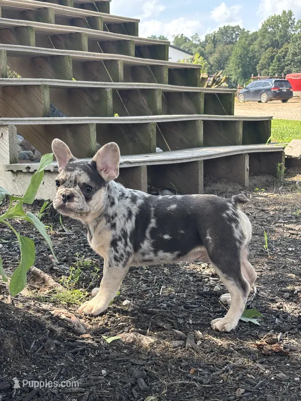 Matt – French Bulldog puppy for sale in Shipshewana, IN