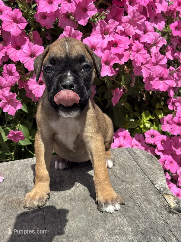 Monika – Boxer puppy for sale in Shipshewana, IN