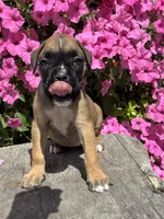 Monika, a male Boxer for sale in Shipshewana, IN – 1 of 3