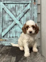 Griffin F1B, a male Miniature Goldendoodle for sale in Shipshewana, IN – 3 of 3