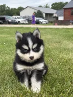 Trent, a female Pomsky for sale in Shipshewana, IN – 3 of 3