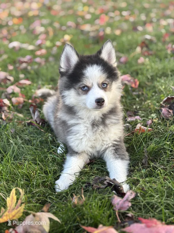 Alice – Pomsky puppy for sale in Shipshewana, IN