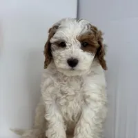 Fiona, a female Miniature Goldendoodle for sale in Shipshewana, IN – Photo 1 of 4