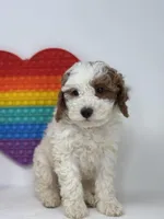 Fiona, a female Miniature Goldendoodle for sale in Goshen, IN – Photo 3 of 4