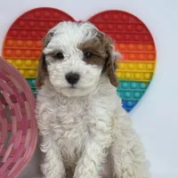 Fiona, a female Miniature Goldendoodle for sale in Shipshewana, IN – Photo 4 of 4