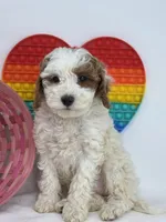 Fiona, a female Miniature Goldendoodle for sale in Goshen, IN – Photo 4 of 4