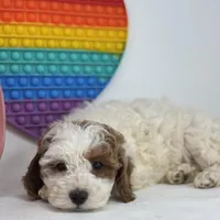 Fiona, a female Miniature Goldendoodle for sale in Shipshewana, IN – Photo 2 of 4