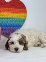 Fiona, a female Miniature Goldendoodle for sale in Goshen, IN – Photo 2 of 4