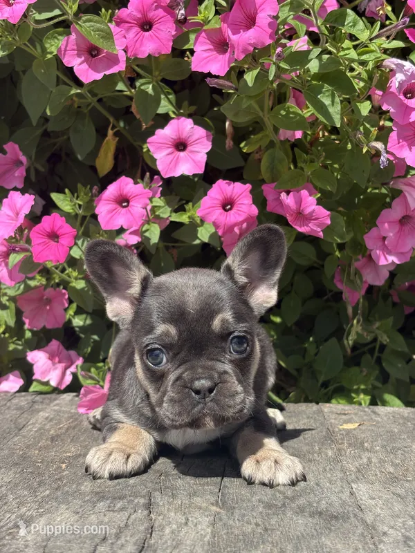 Khloe – French Bulldog puppy for sale in Shipshewana, IN