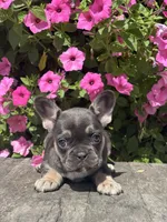 Khloe, a female French Bulldog for sale in Shipshewana, IN – 1 of 3